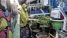Warga mengenakan masker saat melakukan perawatan tanaman di Kampung Sehat, Utan Kayu Selatan, Jakarta, Rabu (11/11/2020). Gang yang berada di RT 001 RW 006 Utan Kayu Selatan tersebut disulap oleh warga setempat menjadi Kampung Sehat. (merdeka.com/Iqbal S. Nugroho)