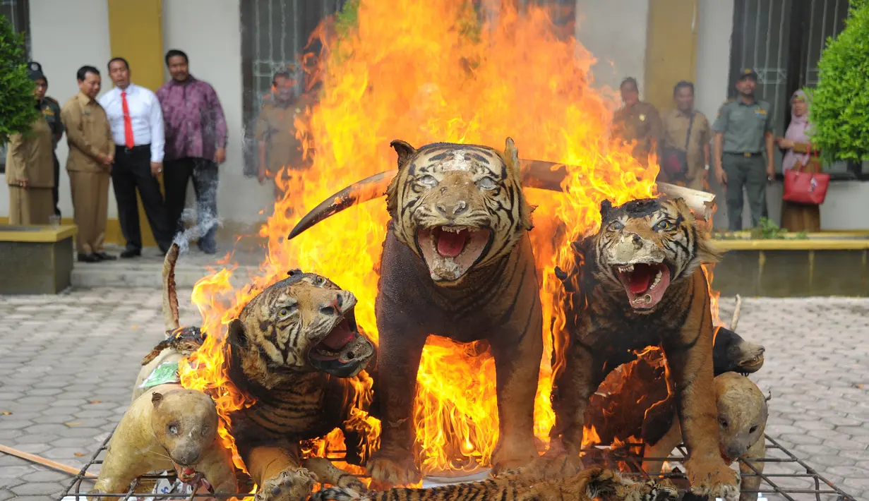 Harimau Sumatera yang diawetkan dibakar oleh Badan Konservasi Alam Aceh (BKSDA) di Aceh (23/5). Kementerian Kehutanan Indonesia memusnahkan barang bukti perdagangan satwa liar sebagai kampanye melawan perburuan Ilegal. (AFP/Chaideer Mahyuddin)