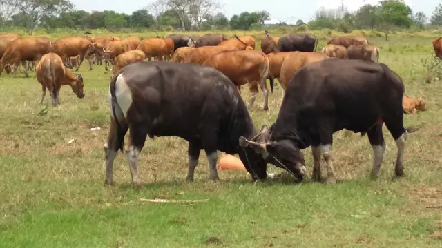 Kreasi Steak Daging Hasil Kawin Silang Sapi Bali dan Banteng Jawa