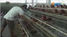 Warga Desa Sebudi kembali pulang ke rumah untuk mengurus ternak yang masih tertinggal.