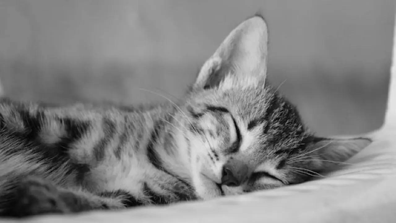 cat 1