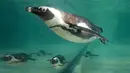 Penguin Afrika atau Penguin Jackass berenang di kolam selama persentasi kepada awak media di kebun binatang Roma, Kamis (27/12). Jumlah yang berkurang menyebabkan penguin ini diklasifikasikan sebagai spesies terancam punah. (AP/Alessandra Tarantino)