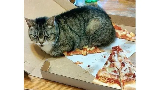 6 Tingkah Kucing Suka dengan Pizza Ini Bikin Pemelihara Tepuk Jidat