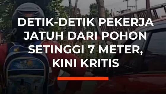 Detik-Detik Pekerja Jatuh dari Pohon Setinggi 7 Meter, Kini kritis