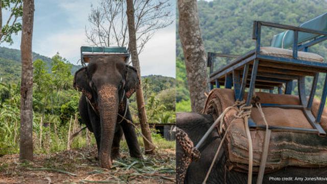 Tulang Belakang Gajah di Thailand Ini Cacat Permanen Usai Selama 25 Tahun Angkut Turis