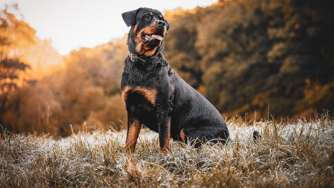 Rottweiller
