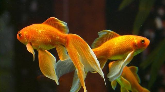 730 Koleksi Cara Menghias Aquarium Ikan Mas Koki Terbaik
