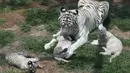 Induk harimau bengal bernama Clarita (12) bermain dengan tiga anaknya cTiga bayi harimau bengal itu merupakan anak Clarita dan pasangannya asal Argentina, Yunga yang juga penghuni bonbin. (AP/Martin Mejia)