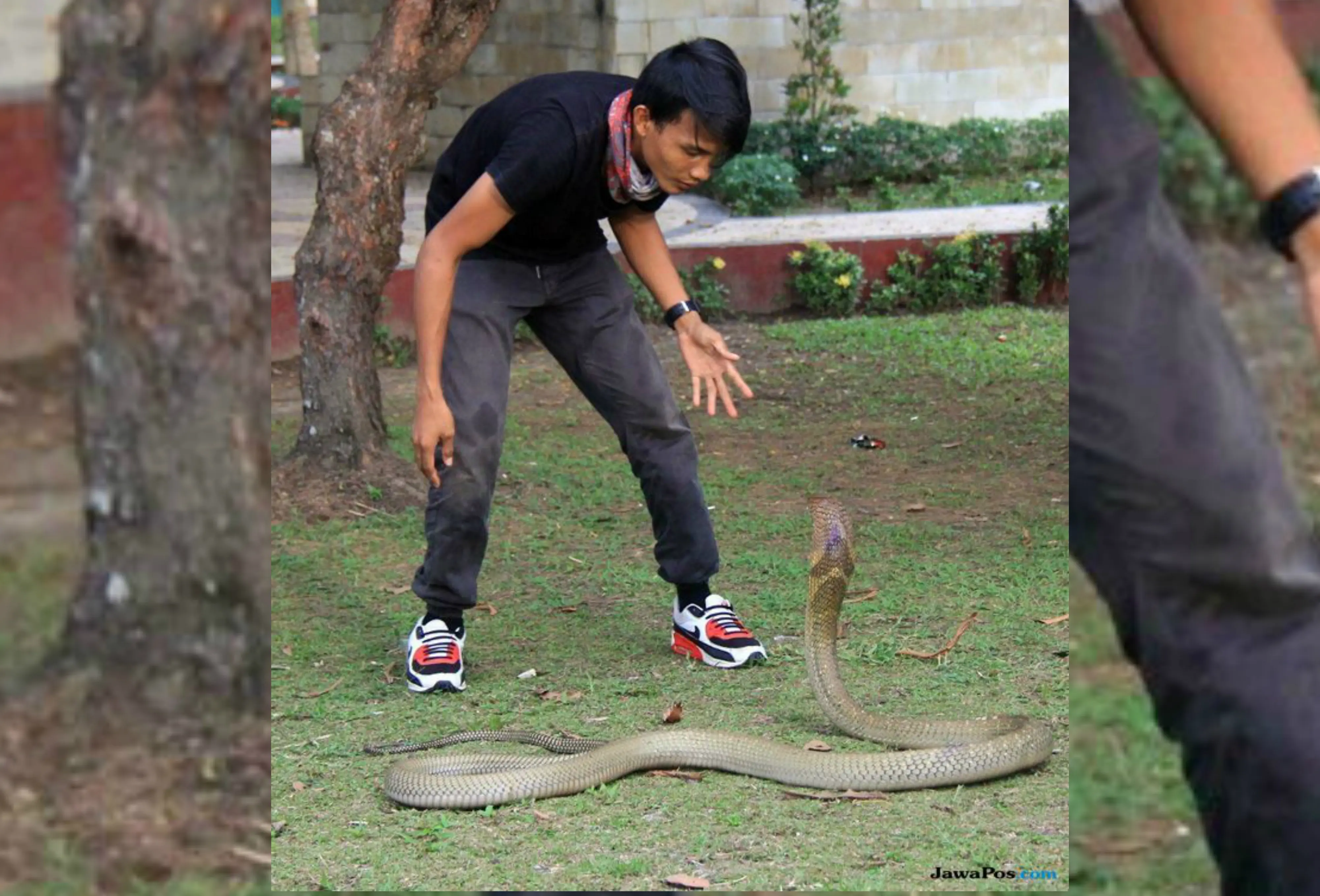 Rizki Ahmat saat bersama ular king cobra di Taman Tugu Soekarno, sebelum dipatuk ular peliharaannya di Bundaran Besar, Kota Palangkaraya, Kalimantan Tengah, Minggu pagi, 7 Juli 2018. (Dok. Kalteng Post/Jawa Pos Group)