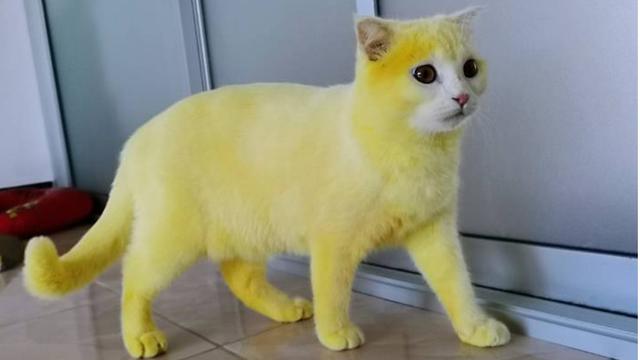 Wanita Thailand Ini Ubah Warna Kucingnya Jadi Kuning