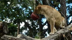 Seekor singa betina menjilat es krim daging di Kebun Binatang Santa Fe di Medellin, Kolombia pada 25 Januari 2020. Para penjaga kebun binatang memberikan es krim khusus pada hewan karena hamparan cuaca yang cukup panas di kota tersebut. (Photo by Joaquin SARMIENTO / AFP)