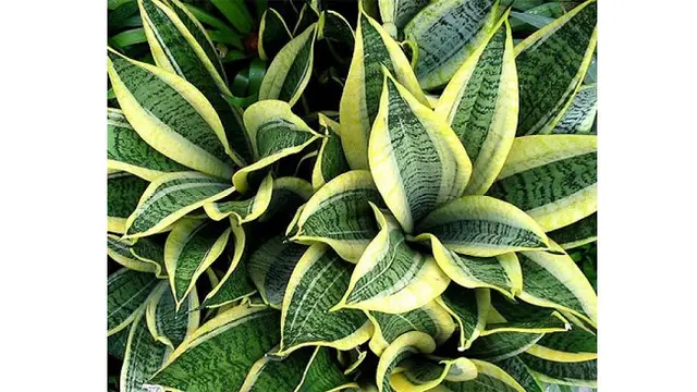 Sansevieria Trifasciata