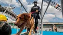 Seekor anjing pelacak bom terlihat sedang bersama personel unit K9 Penjaga Pantai Filipina (Philippine Coast Guard/PCG) dalam latihan kemampuan respons ancaman bom dan penyanderaan di sebuah dermaga di Manila, Filipina, 1 Desember 2020. (Xinhua/Rouelle Umali)