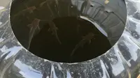 Cara Membuat Kolam Ternak Lele dari Galon Bekas yang Mudah, Jadi Panduan untuk Pemula