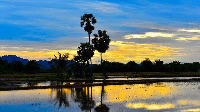 Ilustrasi pohon aren