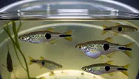 Ide Ternak Ikan Cetol di Ember Kecil, 8 Langkah Praktis dan Pemanfaatannya