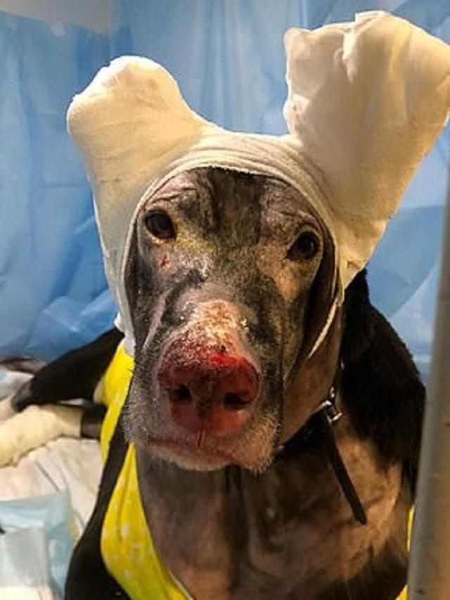 Anjing Pemberani, Rela Mati Demi Selamatkan Pasien dalam Kebakaran RS