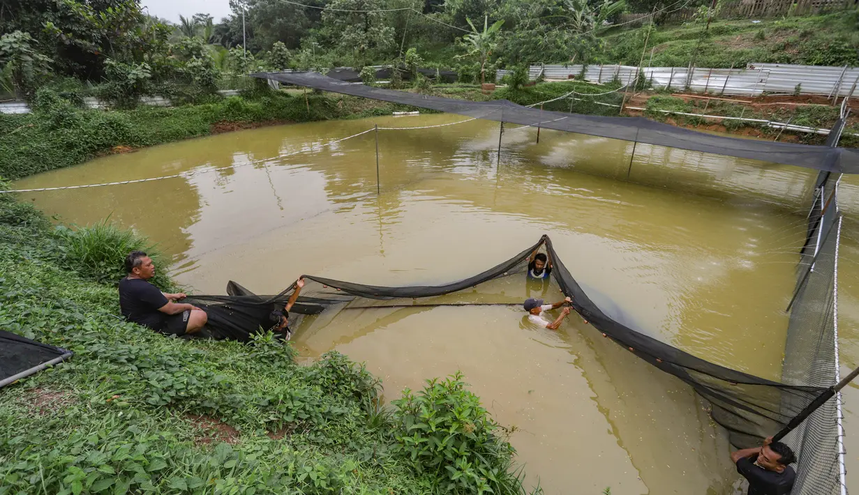 Arwana Asia, terutama jenis super red dan golden arowana, menjadi yang paling diminati. Selain karena warnanya yang mencolok, jenis ini dipercaya membawa keberuntungan, kemakmuran, dan status sosial bagi pemiliknya. Tampak dalam foto, peternak memasang jaring pada kolam besar di Farm Royal Red Arowana yang terletak di kawasan Jasinga, Bogor, Jawa Barat, Sabtu (15/11/2025). (merdeka.com/Arie Basuki)