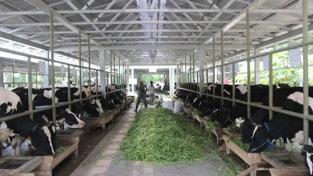 Sebanyak 870 juta liter susu segar di serap industri pengolahan susu setiap tahunnya.