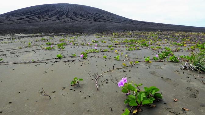 Tumbuhan mulai tumbuh di dataran datar yang mengelilingi gunung berapi di pulau baru, di negara kepulauan Pasifik Selatan, Tonga. Pulau Hunga Tonga-Hunga Ha'apai terbentuk pada tahun 2015. (NASA)