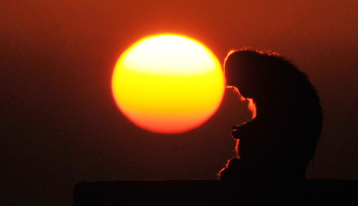 Seekor monyet duduk di atas sebuah bangunan ketika matahari terbenam di Shimla (01/12/2016). (AFP PHOTO/Stringer)