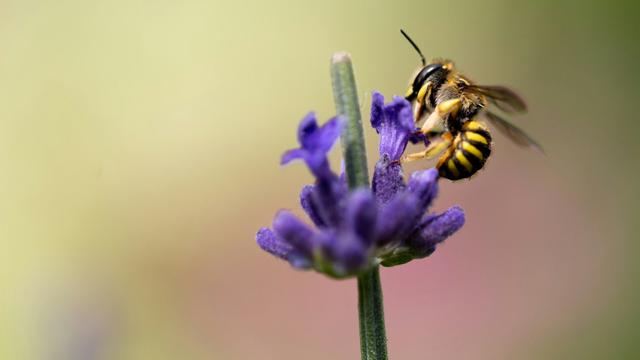 Bee