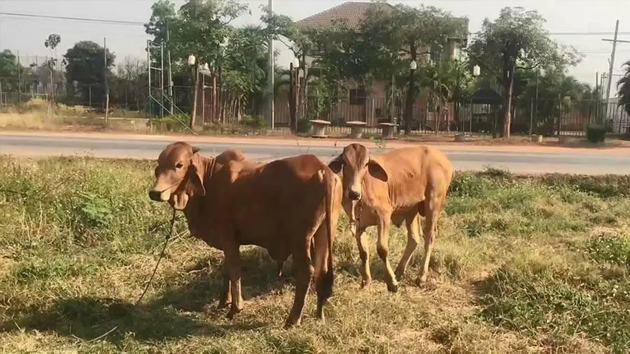 Pria Paruh Baya Diarak Setelah Setubuhi Sapi di Siang Bolong