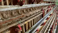 Ayam Kalsiboard, Kandang Ayam Ramah Lingkungan Karya Mahasiswa UNY