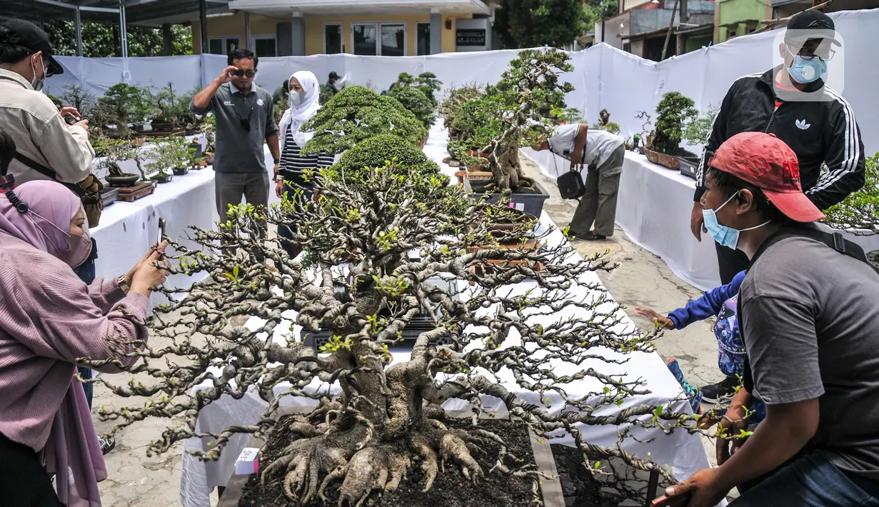 Pengunjung melihat koleksi pohon bonsai yang dipamerkan dalam acara Jengbreng BSC di kawasan Sawangan, Depok, Jawa Barat, Minggu (6/3/2022). Pameran digelar dalam rangka menjalin silaturahmi bagi pecinta bonsai sekaligus mengedukasi masyarakat tentang seni bonsai. (merdeka.com/Iqbal S. Nugroho)