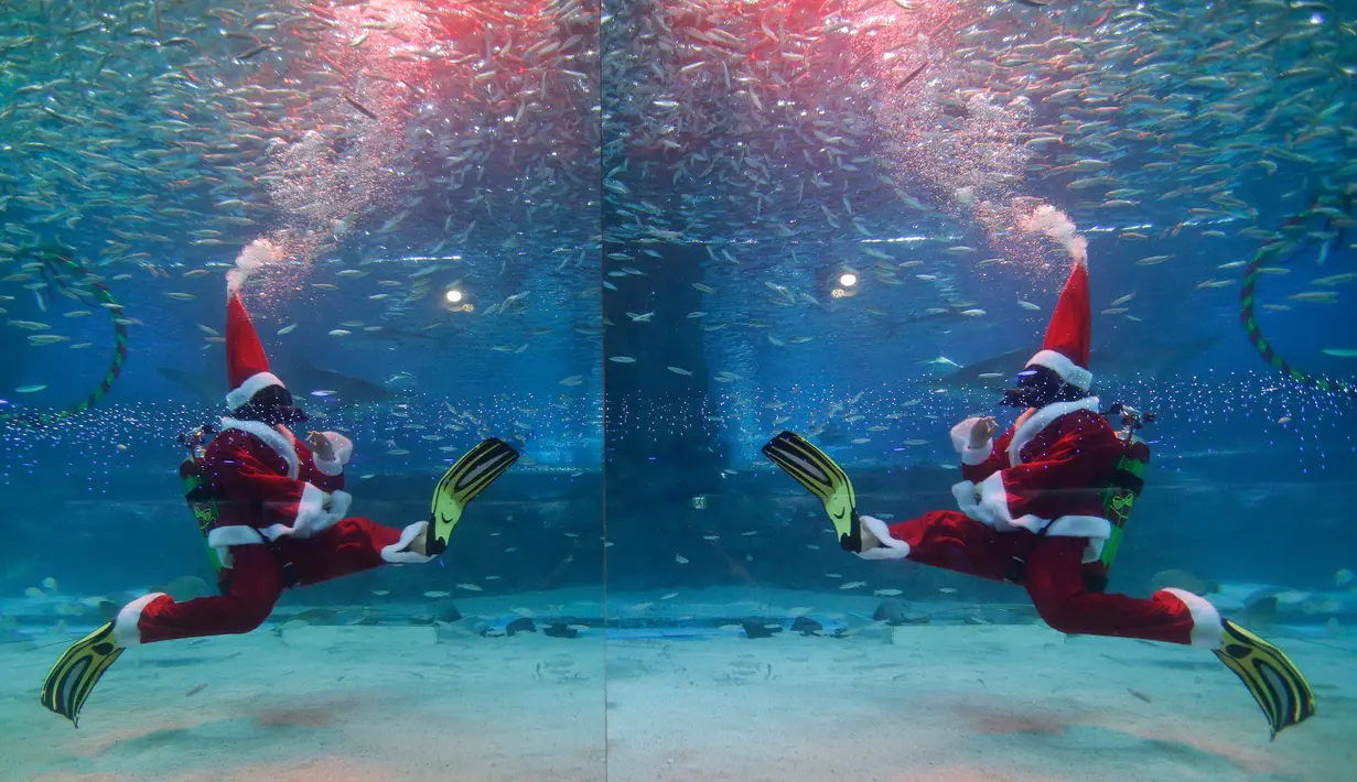 Seorang penyelam yang mengenakan kostum sinterklas tampil di antara kawanan ikan sarden di Coex Aquarium, Seoul, Selasa (18/12). Coex Aquarium merupakan dunia laut yang terbesar di Korea Selatan dan rumah bagi 40.000 makhluk laut (AP Photo/Ahn Young-joon)