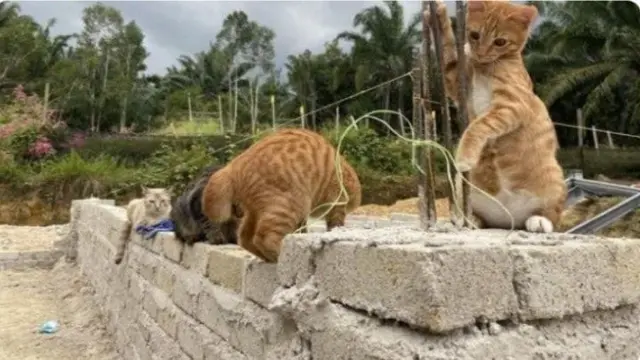 6 Potret Kucing saat Saling Kerja Sama Ini Bikin Gemas