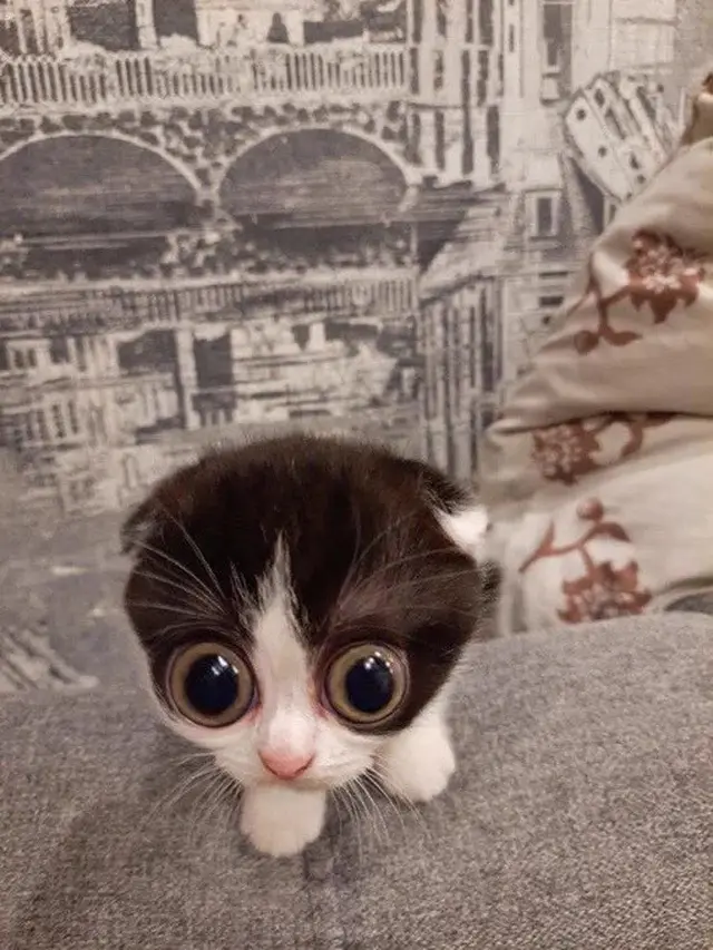 6 Potret Kucing Terlihat Kaget Ini Lucu, Bola Mata Melotot