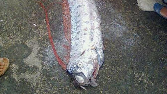 Selain Ikan  Oarfish  Majene Ini Berikut 3 Mitos Pertanda 