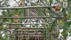 Sebuah kampung ditengah perkotaan Tasikmalaya, warganya memanfaatkan lahan disekitar rumah untuk menananm labu.