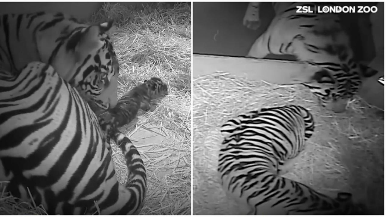 Harimau Sumatra ZSL (0)