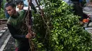 Petugas Dinas Kebersihan dan Pertamanan membersihkan pohon tumbang akibat hujan deras di kawasan jalan Sutan Syahrir, Jakarta, Kamis (22/11). Tumbangnya pohon tersebut disebabkan hujan deras yang melanda Jakarta siang tadi. (Liputan6.com/Faizal Fanani)