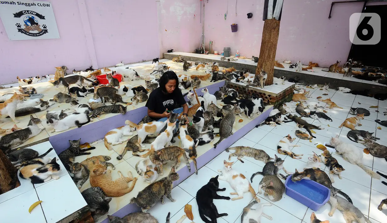 Penjaga kandang merawat kucing lokal terlantar di rumah penampungan kucing dan anjing terlantar Clow di kawasan Parung, Bogor, Jawa Barat, Kamis (22/9/2022). Saat ini, ada sekitar 1.300 kucing lokal yang terlantar di jalanan dipelihara di rumah penampungan ini. (merdeka.com/Arie Basuki)