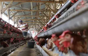 Pekerja mengumpulkan telur dari peternakan ayam di kawasan Depok, Jawa Barat, Senin (23/7). Tingginya harga telur ayam di pasaran karena tingginya permintaan saat lebaran lalu yang berimbas belum stabilnya produksi telur. (Liputan6.com/Immanuel Antonius)
