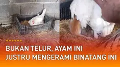 Yang dilakukan ayam ini buat warganet garuk-garuk kepala.