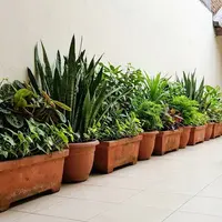 Cara Membuat Barisan Pot Tanaman agar Kucing Liar Tidak Tidur di Teras Rumah. (Foto: Gemini AI)