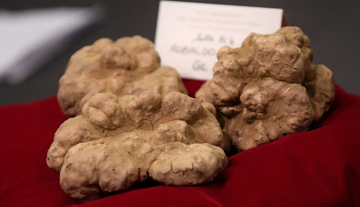 Jamur truffle putih dipamerkan setelah dijual dengan harga 75.000 Euro selama World Alba White Truffle Auction di istana Grinzane, Italia (12/11). Jamur ini laku terjual dengan harga 75.000 Euro atau sekitar Rp 1,1 Miliar. (AFP Photo/Marco Bertorello)