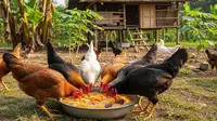 Cara Membuat Jamu Alami untuk Ayam Kampung dari Bahan Dapur