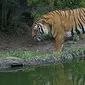Harimau Indocina (Wikipedia/Cburnett)