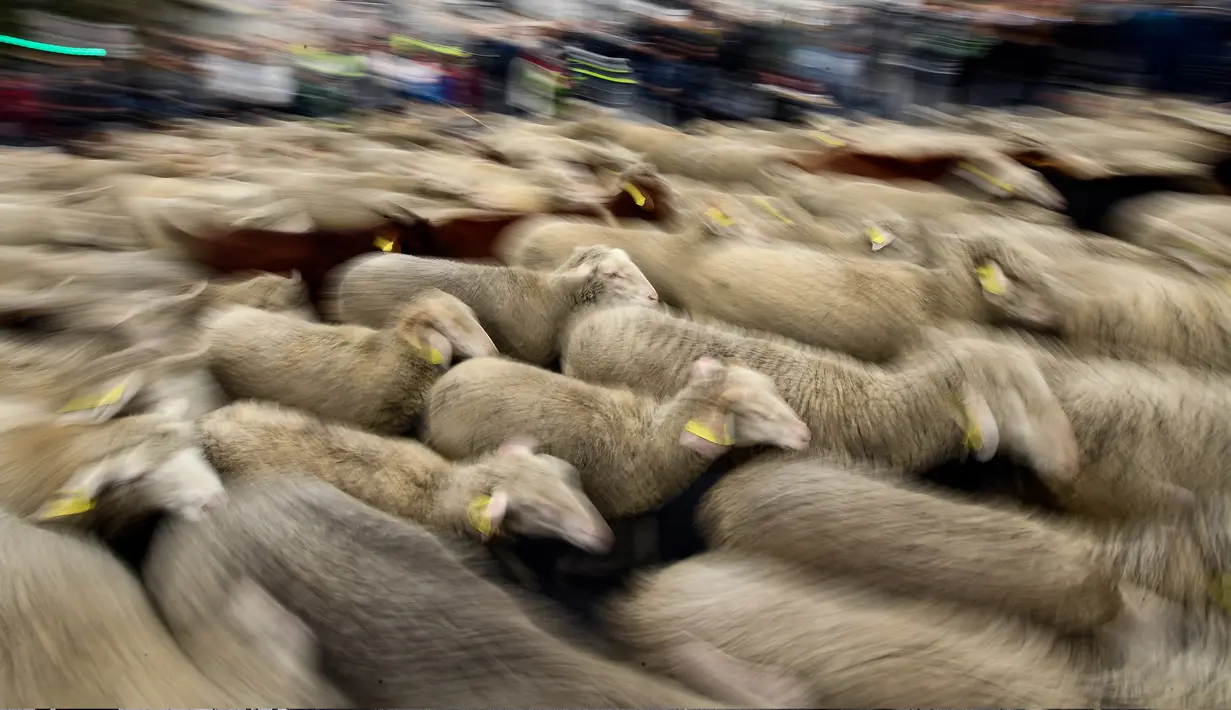 Kawanan domba dan kambing digiring menuju pusat kota Madrid pada Minggu (20/10/2019). Para gembala Spanyol menggiring sekitar 2.000 domba ke jalan-jalan untuk melindungi hak menggembala, migrasi dan menggiring ternak yang semakin terancam oleh perluasan permukiman. (OSCAR DEL POZO / AFP)