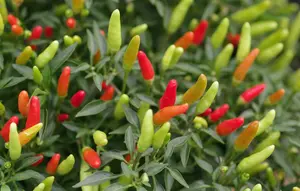 Cara Membuat Cabai Berbuah di Banyak Cabang, Produktif Panen Tiap Hari