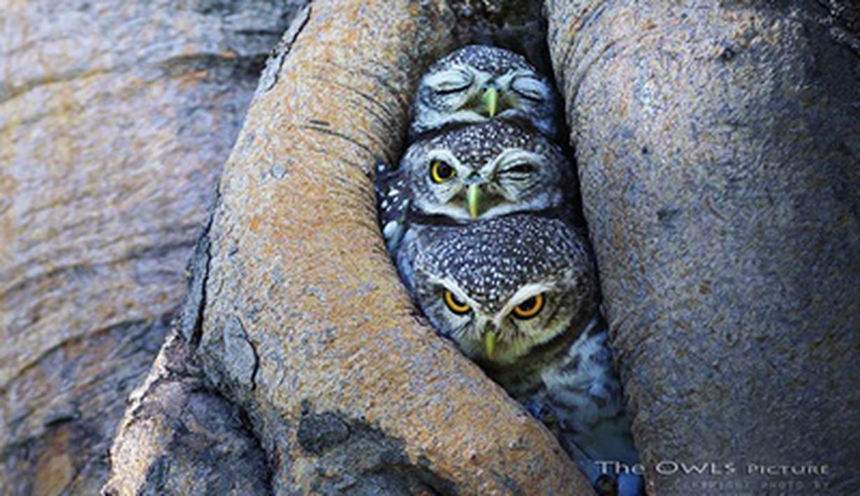 62+ Gambar Foto Burung Hantu HD