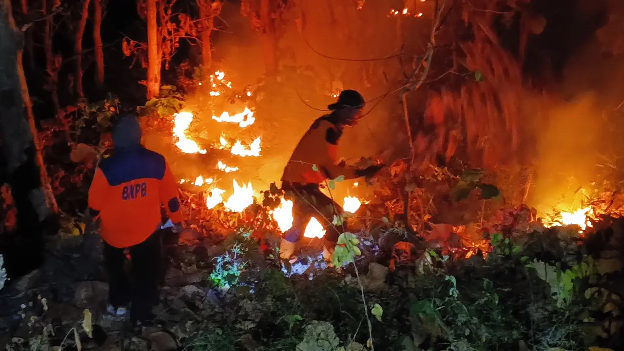 Kebakaran Hutan Jati di Situbondo, Hanguskan 4 Hektar Lahan