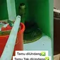 6 Momen Bikin Kaget Ketemu Ular di Dapur, Enggak Jadi Masak (TikTok/lyawati Pinterest)