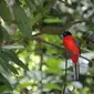 Salah satu jenis burung yang terdapat di Hutan Harapan. (Liputan6.com/Dok. Hutan Harapan/Gresi Plasmanto)