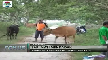 Sebanyak 25 ekor sapi di Gorontalo mati mendadak akibat terkena virus antraks.